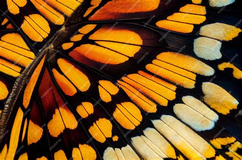 Premium Photo Butterfly Wing Texture Background Insect Wings Macro