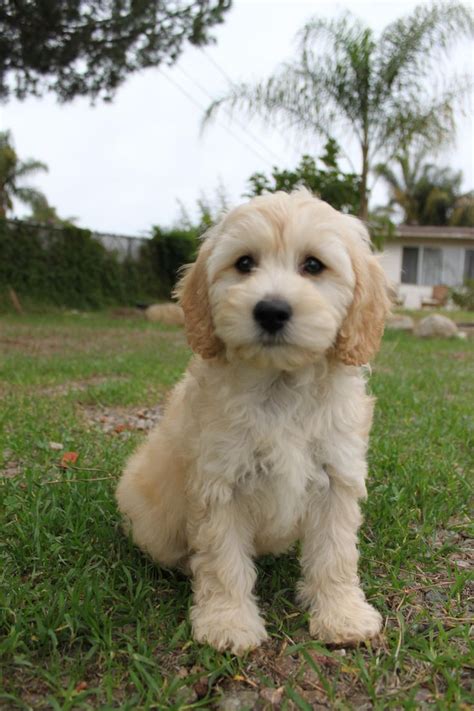 August 29, 2019august 8, 2019 by simon james. 10 best Cavapoo haircuts images on Pinterest | Doggies ...