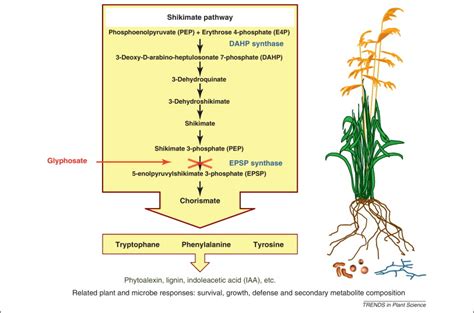 Glyphosate In Northern Ecosystems Trends In Plant Science