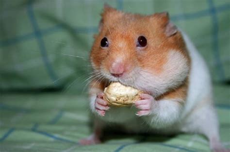 Things To Know About Chinese Dwarf Hamsters Hamster Care Guide