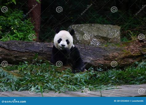 Giant Panda Eating Bamboo At Taipei In Taipei Stock Photo Image Of