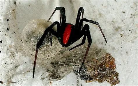 Redback Spider Its Nature