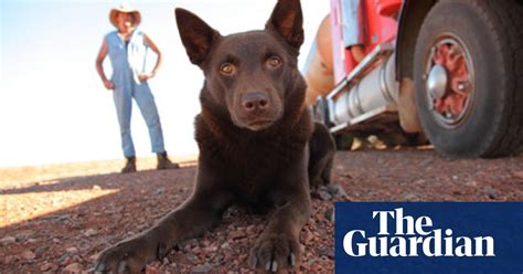 The real red dog, and the actor red dog. Red Dog: an audience with Australia's best friend | Film ...