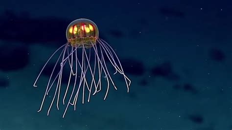 Top 180 Mariana Trench Animals And Plants