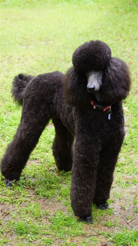 Sherlock Blue Standard Poodle Pup 11 Months March 2016 Black