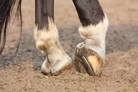 Tendonitis In Horses Symptoms Causes Diagnosis Treatment Recovery