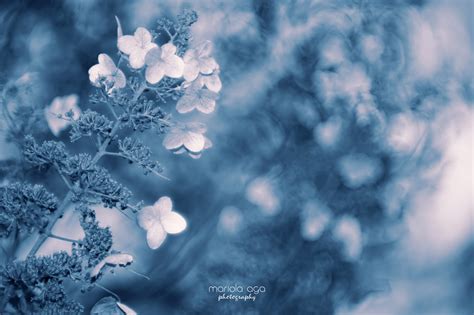 Fiori invernali e milioni di altre foto, illustrazioni e contenuti vettoriali stock royalty free nella vasta raccolta di shutterstock. 25 ++ Sfondi Fiore Immagini Invernali - SfondoSfondi