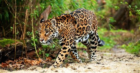 Wildlife managers to consider reintroducing jaguars to the american. Semarnat registra aumento en la población del jaguar ...