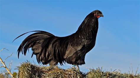 Background and history of sumatra chickens. Show Quality Breeder Directory - Search & Find Fancy ...