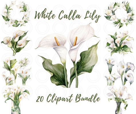 Watercolor Calla Lily Clipart White Flower Lily PNG Format Etsy