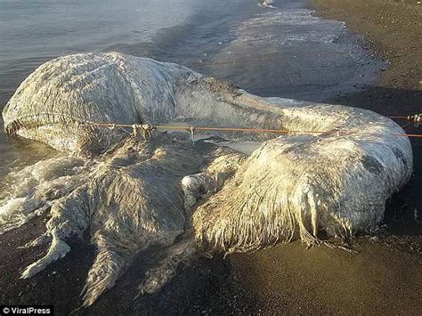 Massive Mysterious ‘globster Sea Creature Washes Up On Beach In The