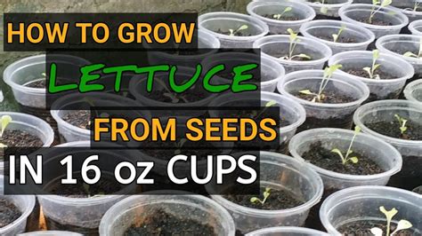 How To Grow Lettuce From Seeds In Oz Cups Ep Youtube