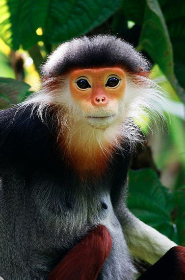 A Monkey Sitting On Top Of A Tree Branch With Its Head Turned To The Side