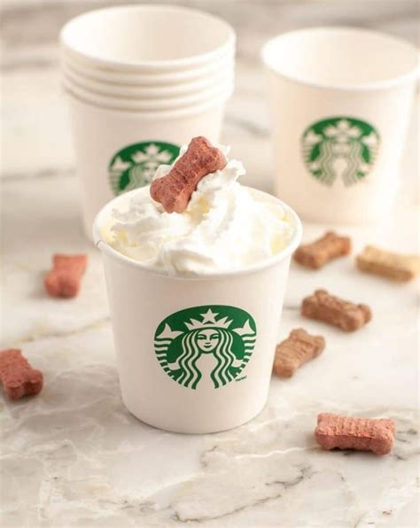 What Is A Puppuccino Starbucks And How Much Its Cost Healthy Dog
