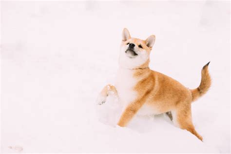 Shiba Inu Snow Stock Photos Pictures And Royalty Free Images Istock