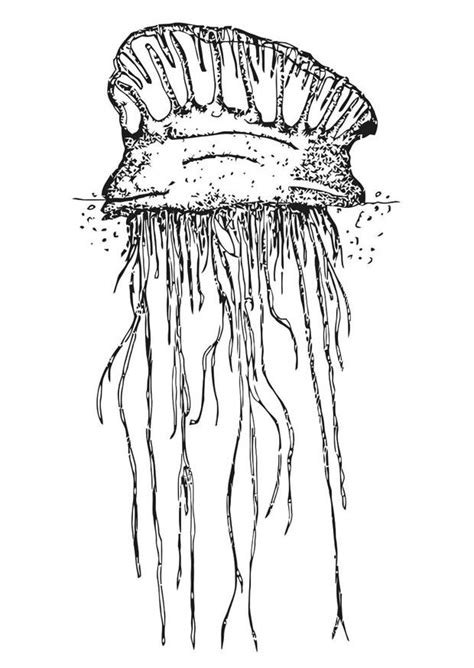 coloring page jellyfish  printable coloring pages img