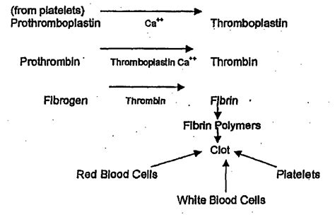 Flow Chart Of Blood Clotting