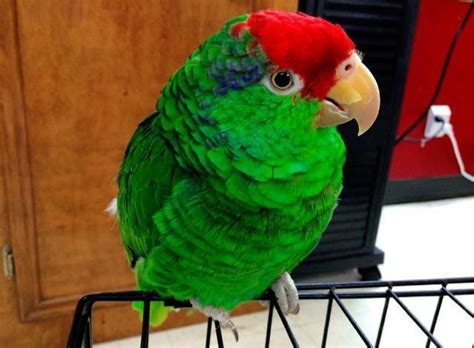 Mexican Red Head Amazon Parrot For Sale In South Houston Texas