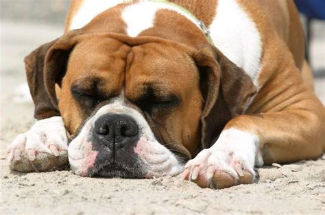 47 Cute Boxer Wallpaper Wallpapersafari