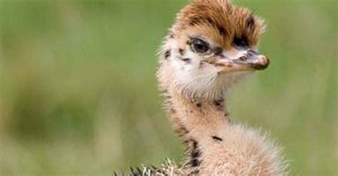 Baby Ostriches Defy Wet Weather At Knowsley Safari Park Liverpool Echo