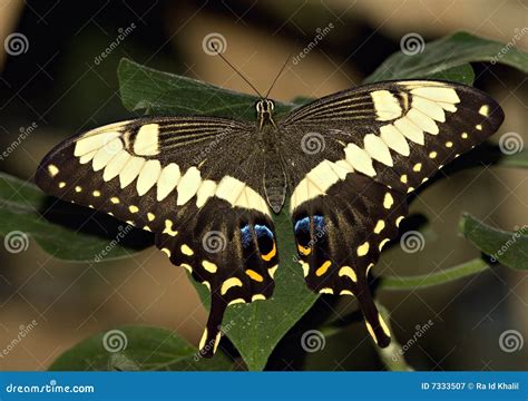 Farfalla Di Swallowtail Immagine Stock Immagine Di Ingoiare 7333507