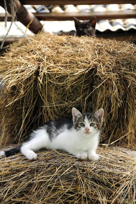 Beautiful Cat Lying On A Hay Bale Stock Photo Image Of Isolated Cats