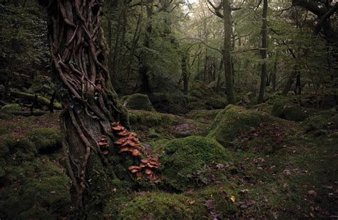 Enchanted Woods Of Folklore And Fable Enchanted Living Magazine