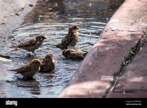 Little Birds Playing With Water And Taking A Bath Stock Photo Alamy