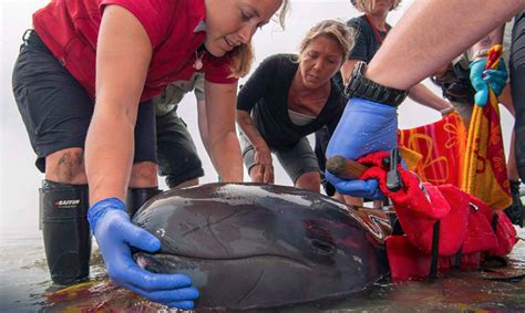 New TV show 'Wild Pacific Rescue' to feature Vancouver Aquarium's ...