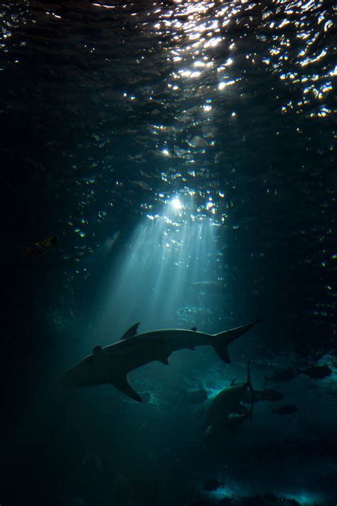 Shark HD Android Wallpapers - Wallpaper Cave