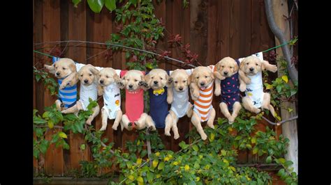 Our beautiful golden retriever elsa has announced eight beautiful puppies for my family what are brought up in our family home around children and to 7 gorgeous golden retriever puppies for sale. Most Adorable Golden Retriever Puppies (Music: Oceans of ...