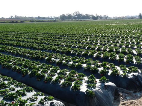 Don't let california citrus disappear. Monterey County Strawberries - California Agriculture News ...