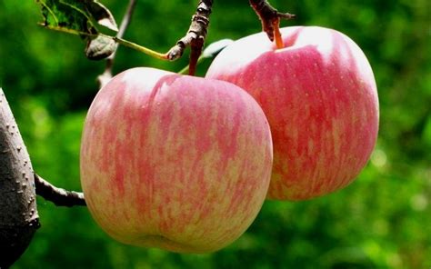 buy fuji apple malus domestica fuji 5 gallon apple trees buy plants online