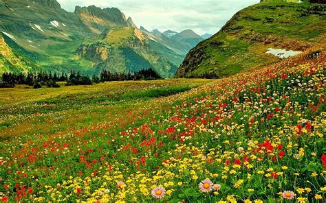 Campos De Flores Alpinas Vistoso Bonito Cielo Hermosos Campos