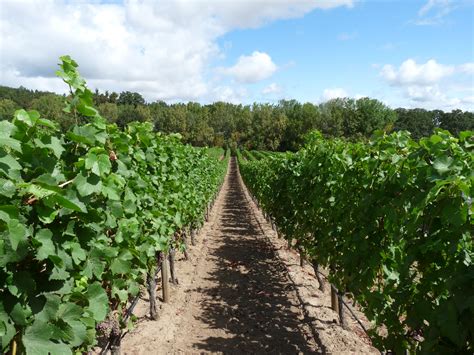 File:Cristom Vineyard Oregon with example of clear cultivation.jpg