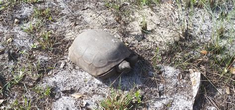 Gopher Tortoises Florida State Parks