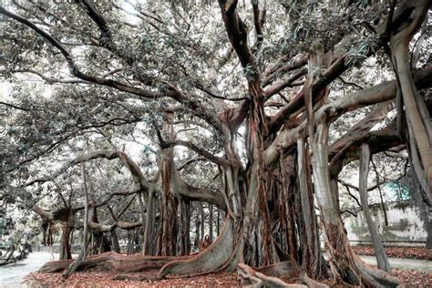 Banyan Tree Root System Studiousguy