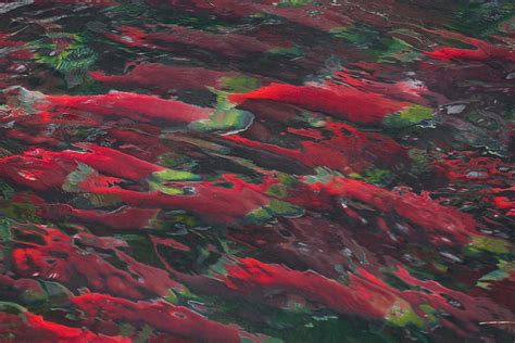 Massive Adams River Sockeye Salmon Migration Masses Of Soc Flickr