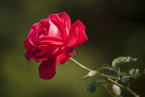 Gunakan 6 Media Tanam Bunga Mawar Yang Tepat Agar Cepat Berbunga Dan