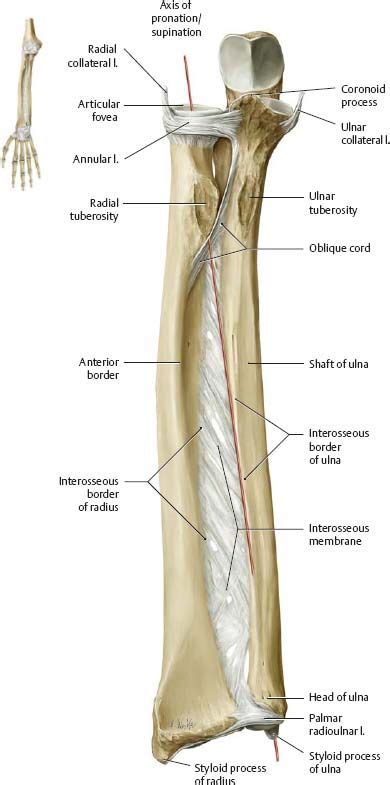 Elbow Forearm Atlas Of Anatomy Arm Anatomy Gross Anatomy Human