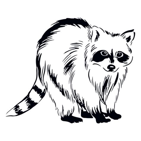 Cute Raccoon Hand Drawn Transparent Png And Svg Vector File