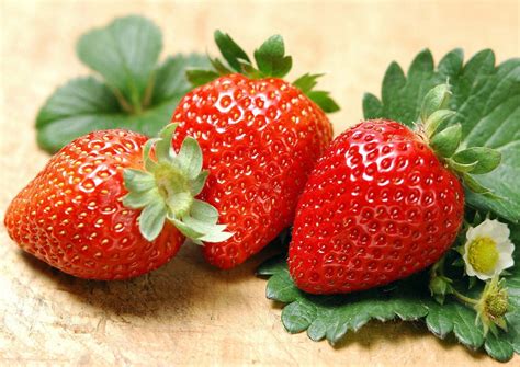 Albion Everbearing Strawberry 10 Bare Root Plants - NEW! Extra Large ...