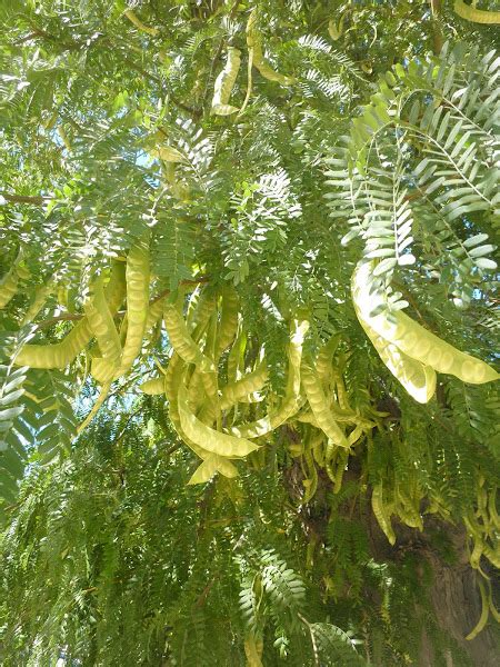 Gleditsia Triacanthos Acacia De Tres Espinas Project Noah