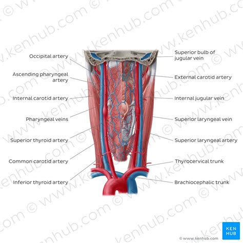 Diagram Pictures Blood Vessels Of The Pharynx Anatomy Kenhub My Xxx