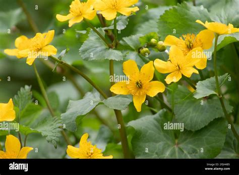 Closeup Of Yellow Blooming Caltha Palustris Plant Also Known As Marsh