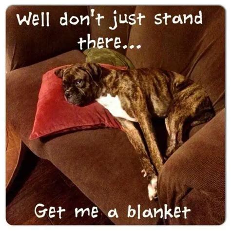 The 32 Funniest Boxer Dog Pics Memes Known To Man The Paws