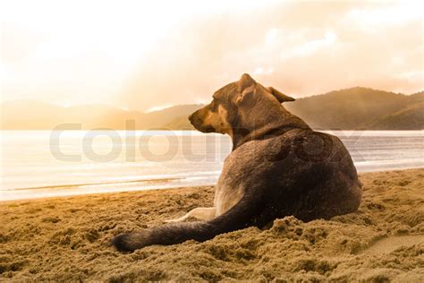 Hund Am Strand Stock Bild Colourbox