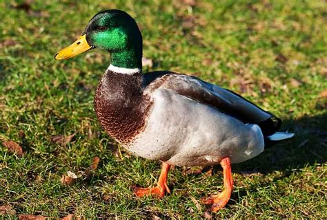 Mallard Duck Facts Diet Habitat Science4fun