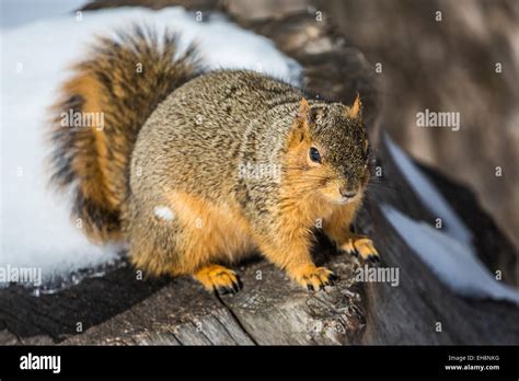 Eastern Fox Squirrel Sciurus Niger Foraging In Hemlock Park Along The