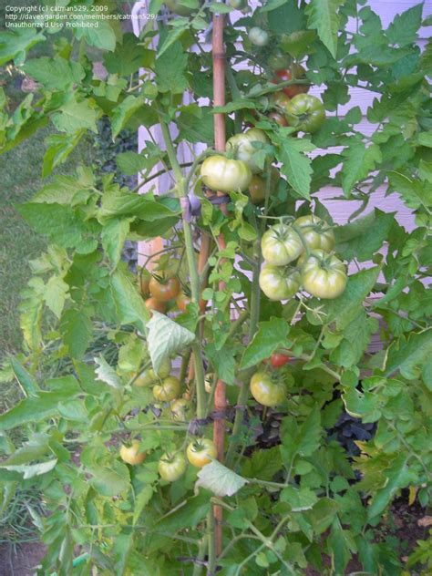 Plantfiles Pictures Tomato Hank Lycopersicon Lycopersicum 1 By